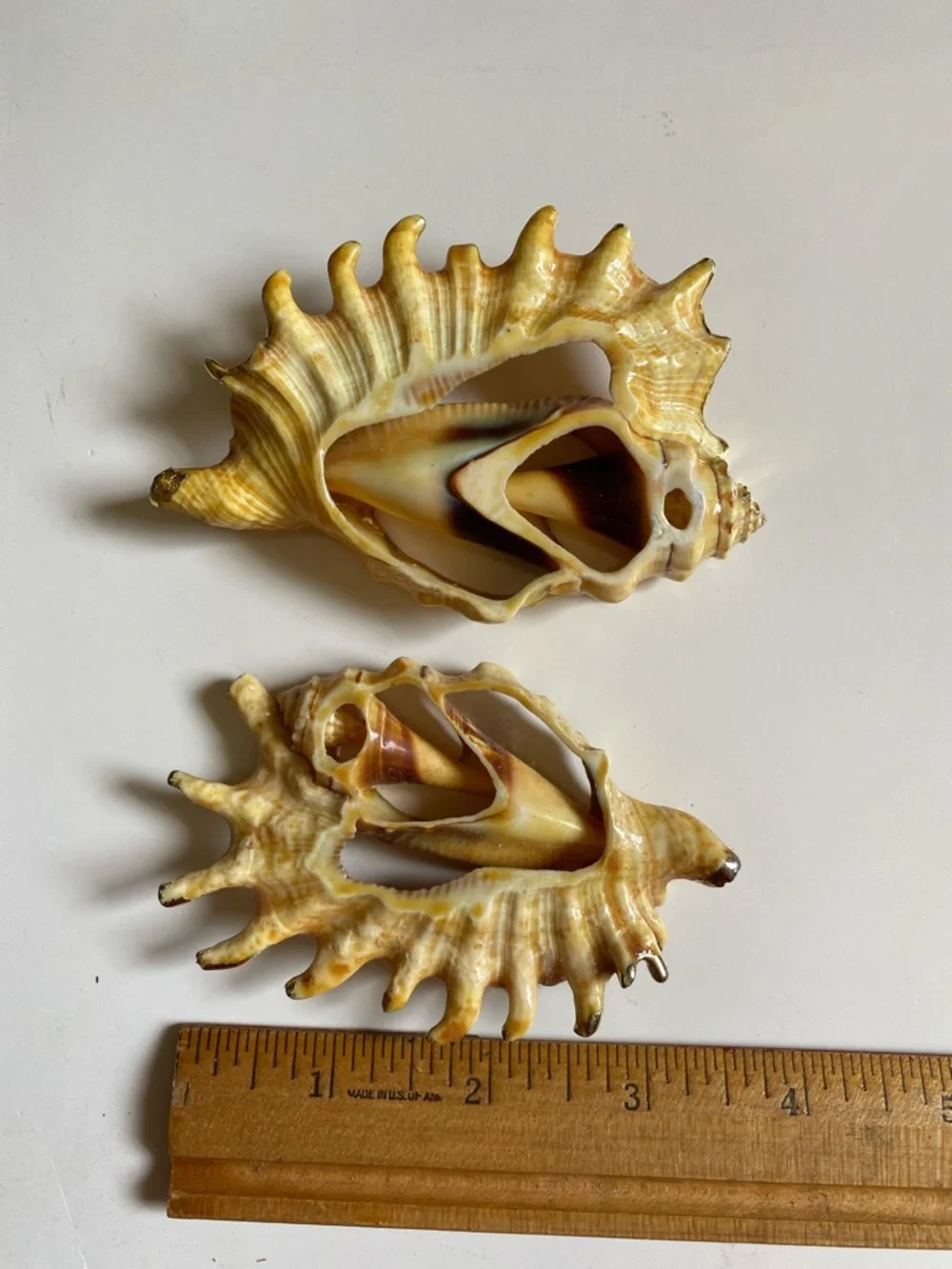 Pair of Sea Shell cross-section slices with metallic gold edges may be ornaments - Picture 2 of 2